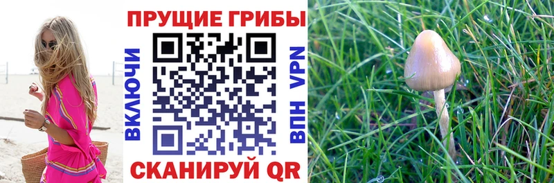 Купить  Любань  Галлюциногенные грибы GOLDEN TEACHER 